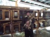 Пензенский потребкооператив объединил более 200 кроличьих мини-ферм