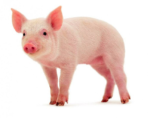 Для восстановления поголовья Китай импортирует племенных свиней из Великобритании