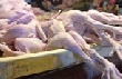 В России будет дотироваться производство яйца, мяса свинины и птицы