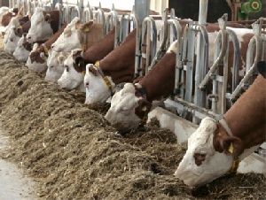 В Татарстане фермеров-животноводов становится больше