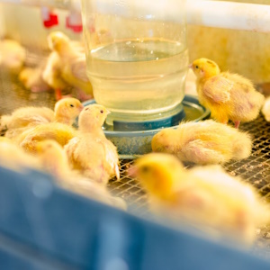 Нейросеть будет следить за здоровьем цыплят на липецкой ферме