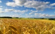 Мы могли потерять аграриев. Сельское хозяйство юга России оправляется от последствий вступления России в ВТО и кризиса в сфере господдержки отрасли