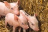 В Якутии построят свинотоварную ферму
