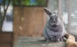 В КБР селекционеры выведут породу новых толстых кроликов 