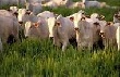 В Бразилии разработано электронное клеймо для экспортируемой халяльной продукции