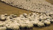 Грузия: Ассоциация овцеводов заявляет о провале экспорта