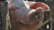Фермеры остались без свиней. За ликвидацию животных в хозяйствах Ленобласти бюджет выплатит компенсацию