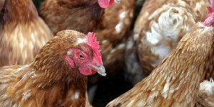 Птичий грипп: Новый случай в Англии