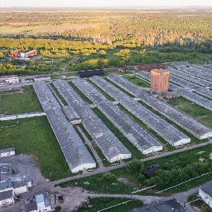 Владелец стада Пермского свинокомплекса сменил руководителя Владелец стада Пермского свинокомплекса сменил руководителя
