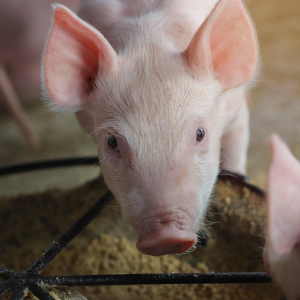 Мировые цены на свинину выросли в декабре