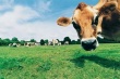 В Прикамье пройдут выставка племенного животноводства и конкурс операторов машинного доения коров