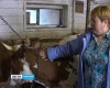 Начинающие фермеры Карелии проходят курс обучения