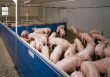 Россельхознадзор завершил проверку белорусских предприятий по производству продукции свиноводства