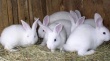 В Пензенской области разведение кроликов становится популярным