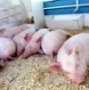В Знаменском районе Тамбовской области уничтожили всех свиней