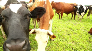 Ставропольский край: для профилактики и лечения болезней животных выделили более 467 млн рублей