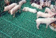 Агрохолдинг "Кубань" строит свинотоварный комплекс