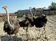 Спрос на тюменских страусов в два раза превышает предложение Спрос на тюменских страусов в два раза превышает предложение
