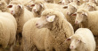 До конца года в Бурятии планируют получить 1,8 тысячи тонн баранины