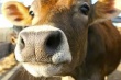 В Норвегии зафиксировано коровье бешенство