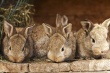 Кролико-акселерационную ферму на 20 тысяч голов планируют построить в Бурятии
