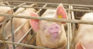 Новый свинокомплекс "Лопатинский бекон" введен в строй в Пензенской области за 811 млн руб