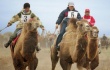 Астраханские животноводы в девятый раз проведут верблюжьи бега