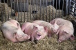Сельским жителям в Воронежской области рекомендуют отказаться от частного свиноводства