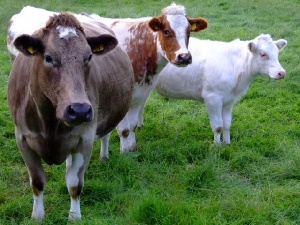 Омскому животноводческому комплексу в НАО запретили производить убой скота