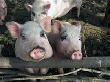Власти Тулы частично запретили продажу свинины из-за АЧС