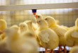 В Тюменской области появится племенной куриный репродуктор