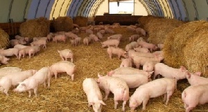 Свиной сектор становится конкурентоспособным и привлекательным для инвесторов