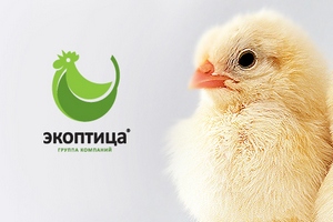 Крупный производитель яиц "Липецкптица" начнет совместный бизнес с "Экоптицей"