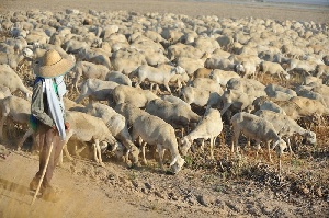 В Хорватии выявлены новые случаи КГЭ