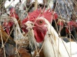 Беларусь запретила ввоз птицы из Румынии и Индии из-за птичьего гриппа