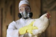 Власти Канады ввели карантин на пятой ферме Британской Колумбии из-за птичьего гриппа