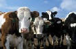 Рынок крупного рогатого скота продолжит рост