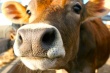 Украинские коровы будут жить по стандартам ЕС
