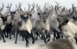 Власти Ямала выделили 41 млн рублей на восстановление вымершего поголовья оленей