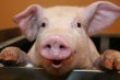 В Рязанский регион запрещено ввозить свиней