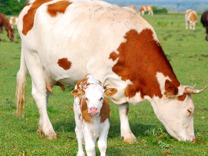 Крымским фермерам возместят часть затрат по страхованию сельскохозяйственных животных