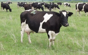 На фоне санкций: якутский сельхозпроизводитель получит дополнительную господдержку