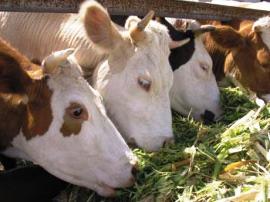 Племенные коровы в общем маточном поголовье КРС России составляют 13% 