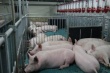 В Беларуси запускают племенной свинокомплекс на 27 тыс. голов