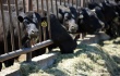 В Воронежской области создана лучшая племенная ферма по производству мясного скота в России