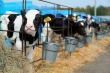 Австралия может потерять лидирующие позиции в молочном животноводстве