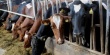 Фермеры из Латвии будут вынуждены забивать скот