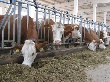 Как Росагролизинг потерял сотни канадских коров в Татарстане
