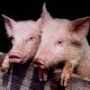 Курские чиновники надеются к 2014-2015 годам довести поголовье свиней до 1 миллиона