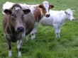 Более 213 тыс. голов крупного рогатого скота содержится на сельхозпредприятиях Московской области